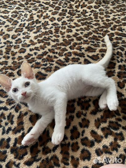 Котенок сфинкс браш