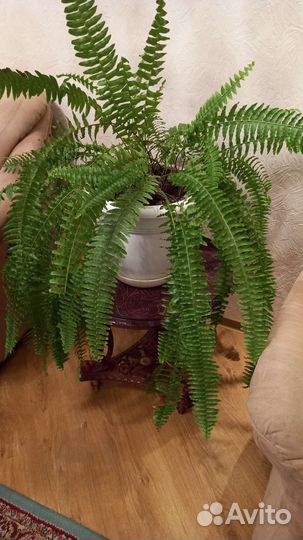 Папоротник нефролепис