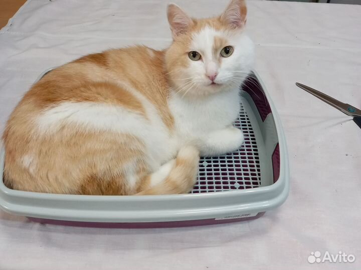 Лоток для кошек