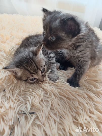Котята