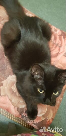 Молоденький котик ищет дом