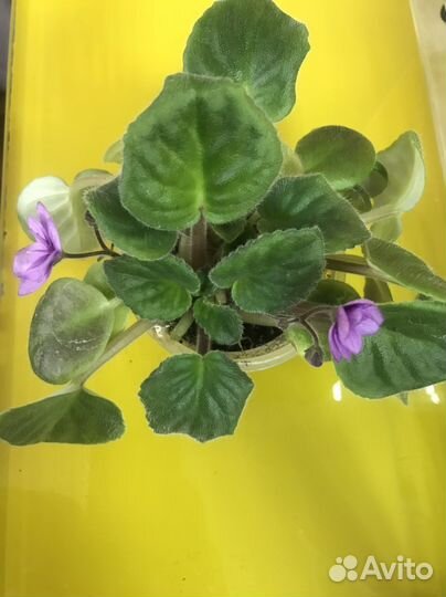 Цветущие фиалки