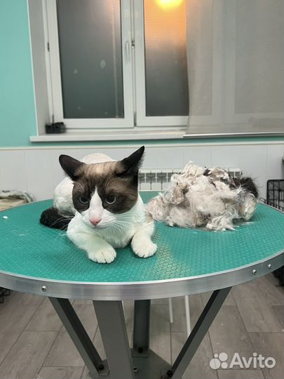 Груминг кошек и собак, уз чистка зубов