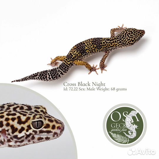 Эублефары Blood, Normal, BN и другие