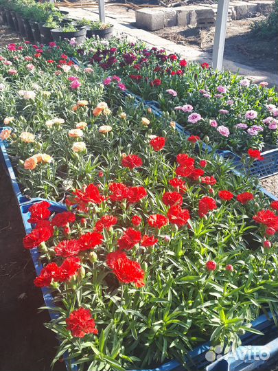 Многолетние гвоздики,низкорослые