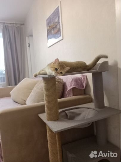 Британская золотая шиншилла для вязки