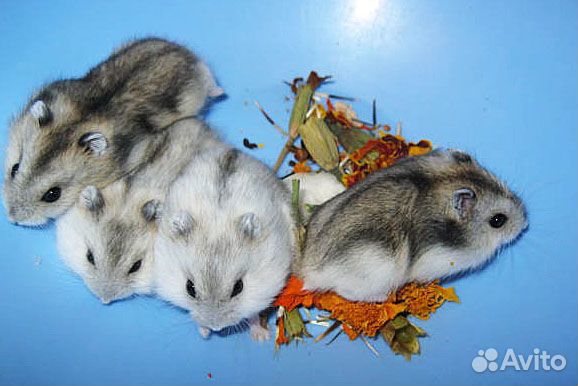 Джунгарские хомочки малыши