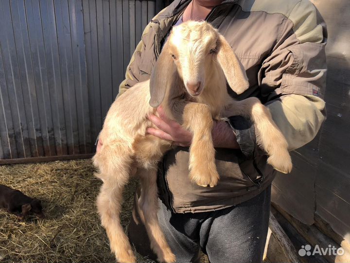 Козлята процентные от ч/п козла Шами