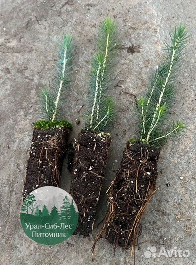 Сеянцы зкс Сосна окс Ель Лиственница Горная