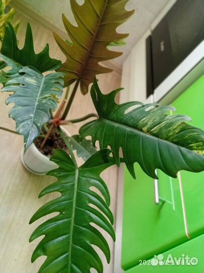 Филодендрон Карамель марбл вар