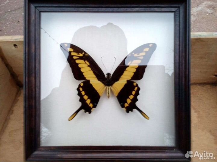 Бабочка в рамке Papilio thoas (сувенир, подарок)