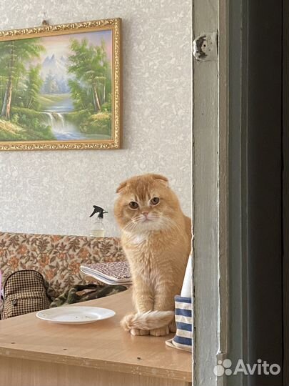 Кот на вязку