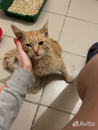 Котик Пряник