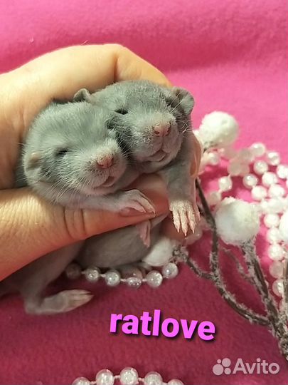 Крысята дамбо голубые рекс и стандарт,мальчики