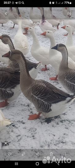 Гуси