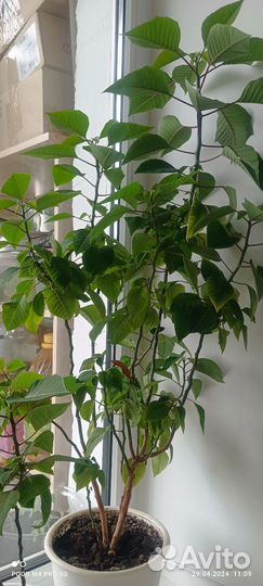 Комнатные растения цветы