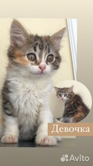 Котята в добрые руки бесплатно