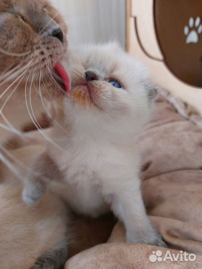 Шотландские котята