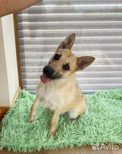 Терьер коротколапик