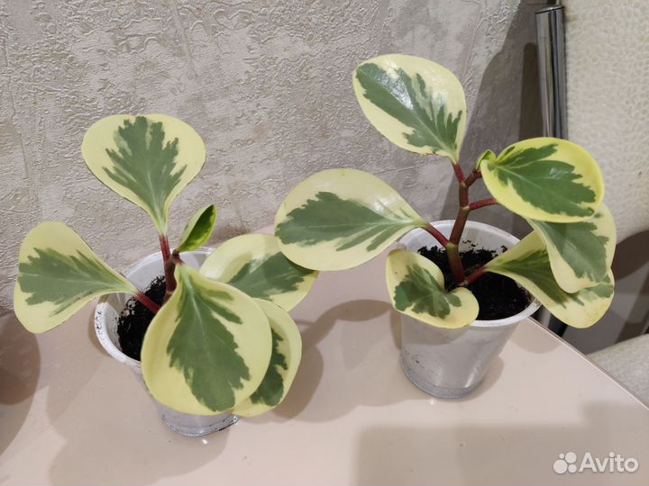 Комнатные цветы