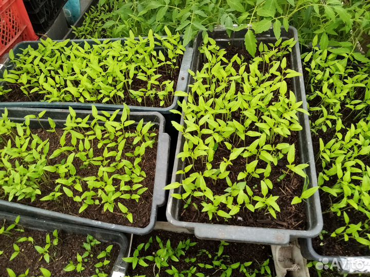 Рассада помидор и перцев