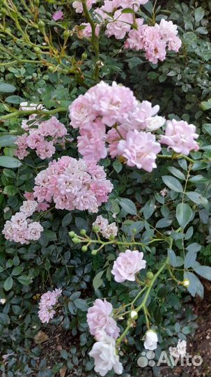 Кустовая роза мелкоцветная