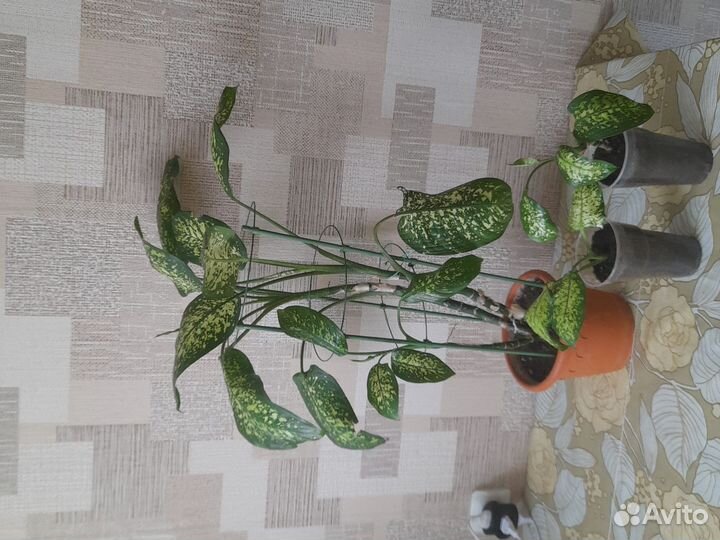 Сансевиерия/щучий хвост/алое Вера,дифенбахия