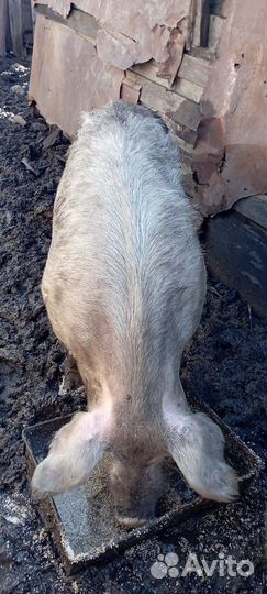 Хряк на племя