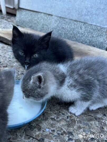 Котята в добрые руки бесплатно