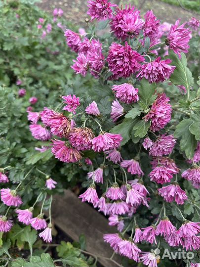 Хризантема дубок