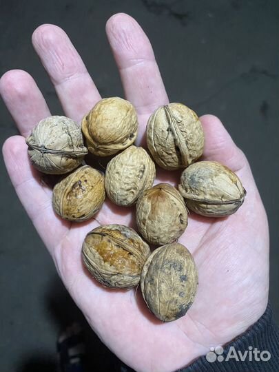 Орех грецкий