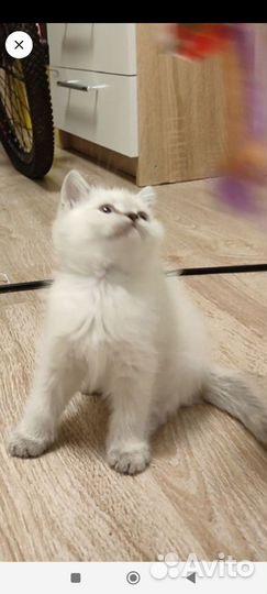 Шотландский котёнок