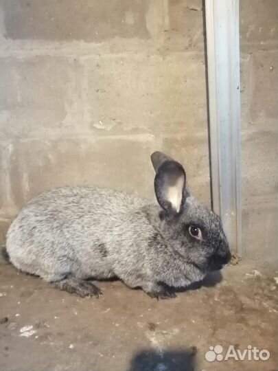 Кролики, Полтавское (Советское) серебро