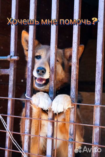 Собаки из приюта некрасовка просят помочь