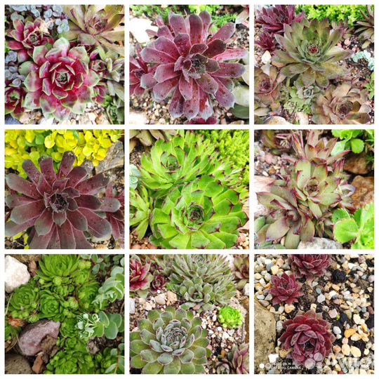 Молодило, Каменная роза