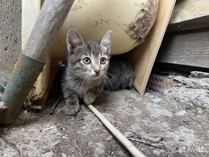 Котята в добрые руки