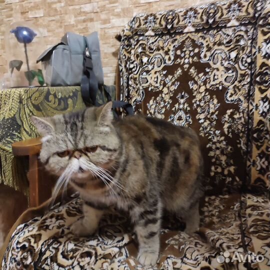 Экзотическая кошка