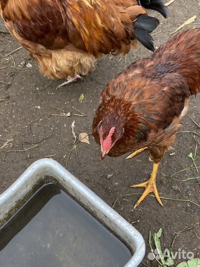 Молодые петухи