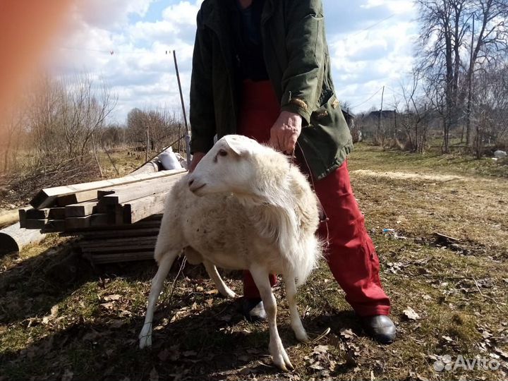 Продам Катумского барана и кроликов на разведение