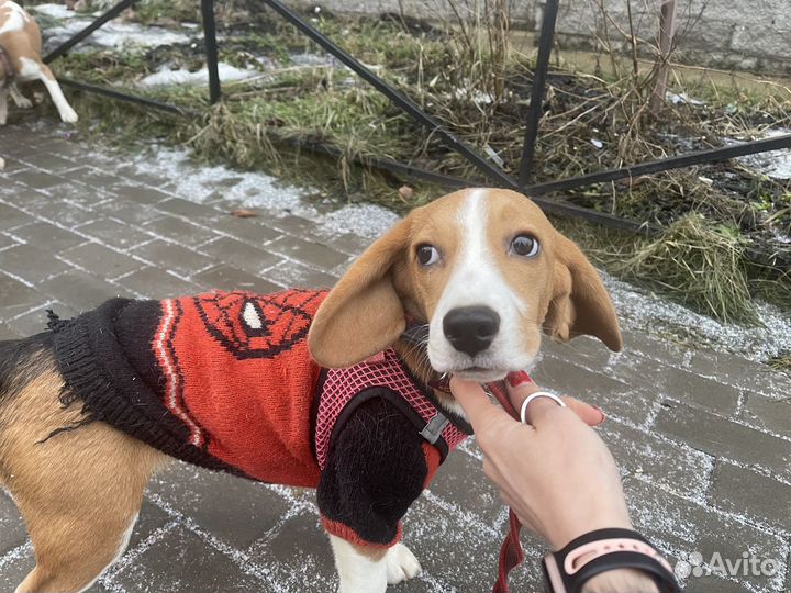 Щенок бигля девочка