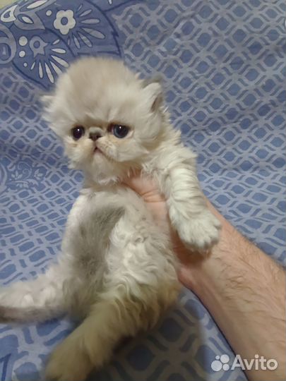 Шикарные персидские малыши