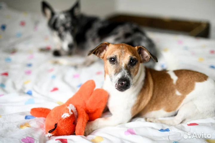 Собака в добрые руки отдам бесплатно