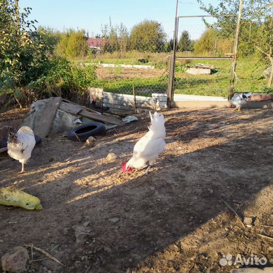 Молодые петухи