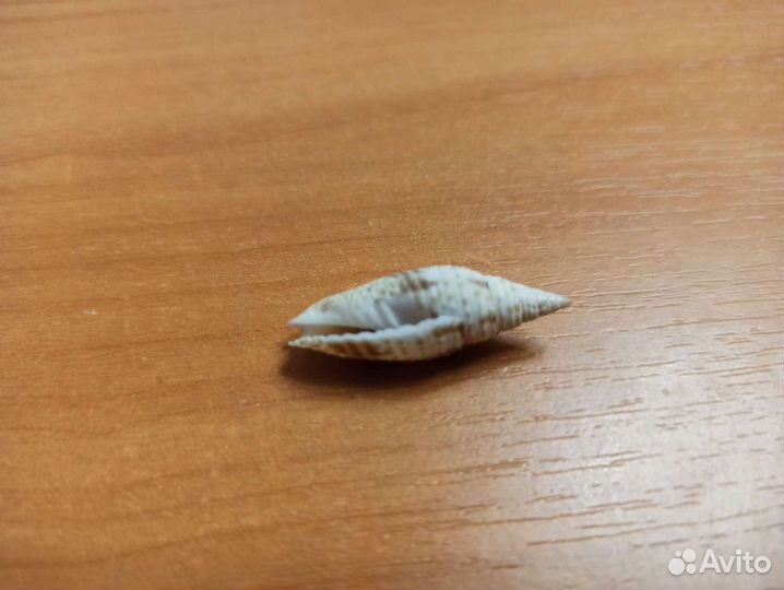 Морская раковина