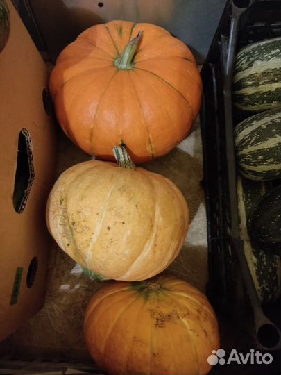 Тыквы цена за кг