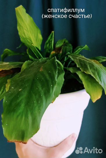 Комнатные растения цветы большие