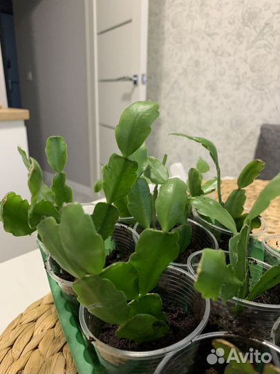 Декабрист шлюмбергера сортовые