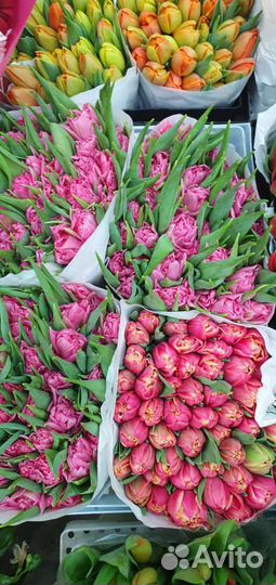 Тюльпаны опт 19 25 49 101 201 Цветы Букеты