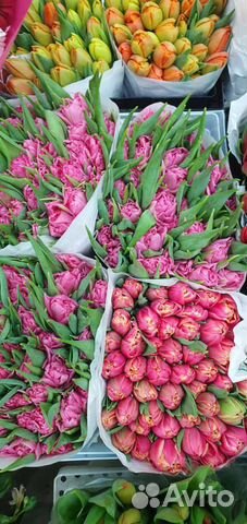 Тюльпаны опт 19 25 49 101 201 Цветы Букеты