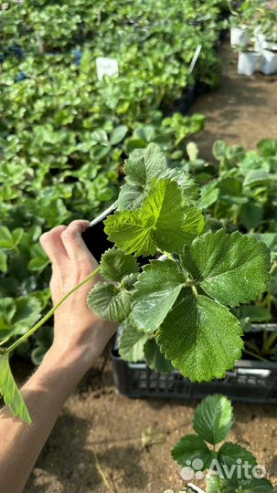 Земклубника Купчиха